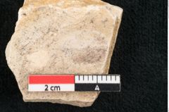 Foto (Detailansicht) von Kennedya orbicularis Unger (NHMW-GEO-2024-0188-7940)